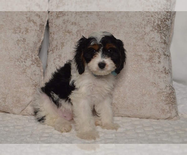 Medium Photo #3 Cavapoo Puppy For Sale in CHRISTIANA, PA, USA