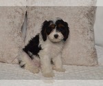 Small #2 Cavapoo