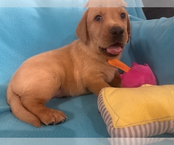 Medium Photo #3 Labrador Retriever Puppy For Sale in SPOTSYLVANIA, VA, USA