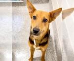Small #1 German Shepherd Dog Mix