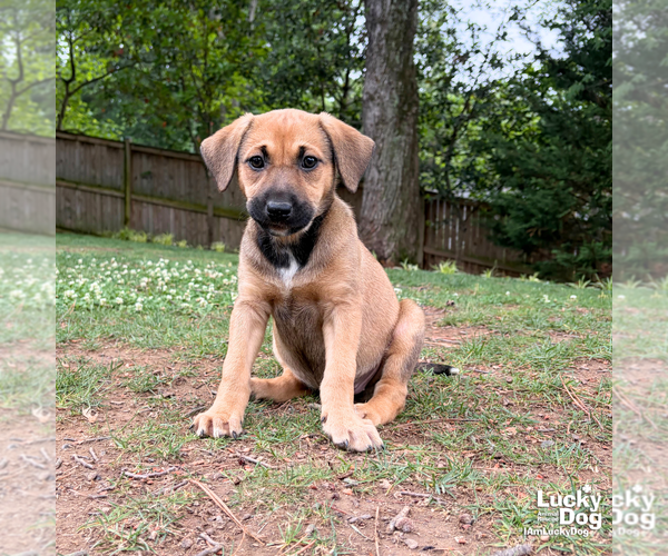 Medium Photo #10 Retriever -Unknown Mix Puppy For Sale in Washington, DC, USA