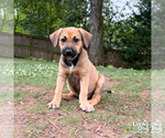 Small #9 Retriever  Mix