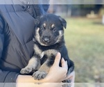 Small Photo #3 German Shepherd Dog Puppy For Sale in LAKE STEVENS, WA, USA