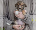 Small #3 Mutt