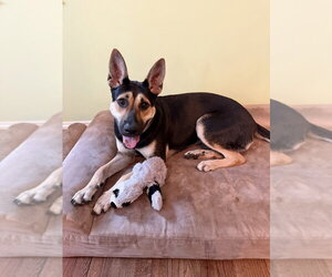 German Shepherd Dog-Unknown Mix Dogs for adoption in Brewster, NY, USA