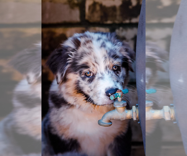 Medium Photo #1 Australian Shepherd Puppy For Sale in LUBBOCK, TX, USA