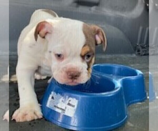 Medium Photo #1 English Bulldog Puppy For Sale in TULARE, CA, USA