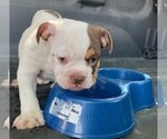 Small Photo #1 English Bulldog Puppy For Sale in TULARE, CA, USA