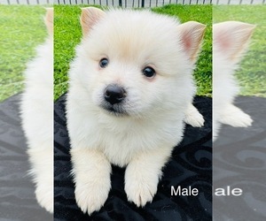 Pomeranian Puppy for Sale in SACRAMENTO, California USA