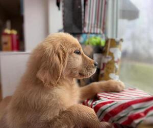 Golden Retriever Puppy for sale in COLVILLE, WA, USA