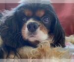 Small #2 Cavalier King Charles Spaniel