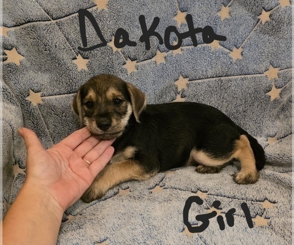 Medium Photo #23 Chizer Puppy For Sale in MONTEZUMA, GA, USA