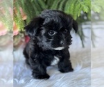 Small #3 Morkie