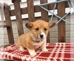 Small #2 Pembroke Welsh Corgi