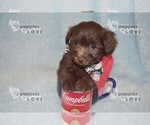 Small #15 Maltipoo-Poodle (Toy) Mix