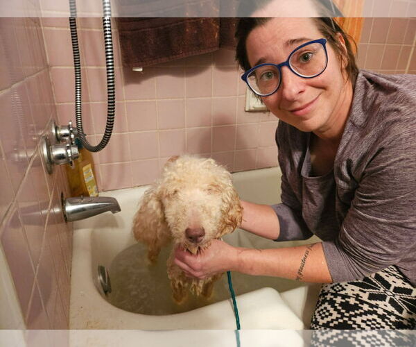 Medium Photo #3 Poodle (Standard)-Unknown Mix Puppy For Sale in Rockaway, NJ, USA