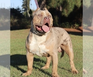 Father of the American Bully puppies born on 11/14/2020