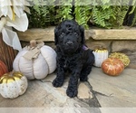 Small Photo #16 Goldendoodle Puppy For Sale in CUMMING, GA, USA