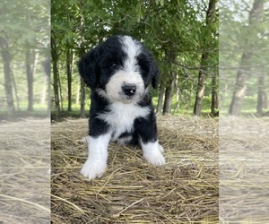 Aussiedoodle Puppy for sale in KENSINGTON, OH, USA