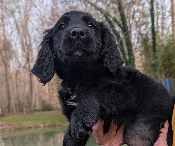 Medium Photo #58 Boykin Spaniel-Goldendoodle Mix Puppy For Sale in MORGANTON, NC, USA