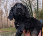Puppy 8 Boykin Spaniel-Goldendoodle Mix