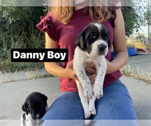 Pointer Litter for sale in SACRAMENTO, CA, USA