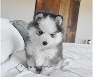 Pomsky Puppy for sale in KANSAS CITY, MO, USA