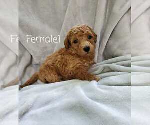 Goldendoodle (Miniature) Puppy for sale in KISSIMMEE, FL, USA