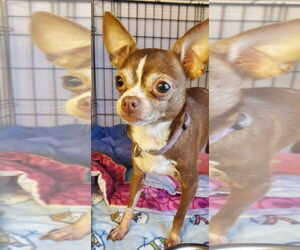 Chihuahua Dogs for adoption in Gloversville, NY, USA