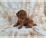 Small Photo #4 Poodle (Miniature) Puppy For Sale in HOMELAND, CA, USA