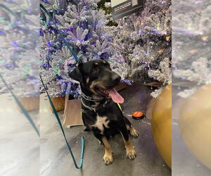 SCHWARTZ - Male Doberman Pinscher-Staffordshire Bull Terrier Mix Dog for Adoption - Photo #2