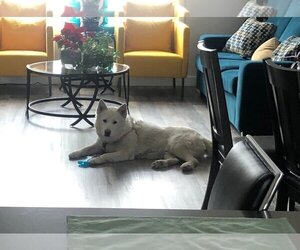 Juno - Male - Mix Dog for Adoption - Photo #2