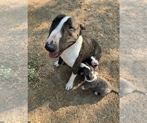 Father of the Bull Terrier puppies born on 09/10/2020