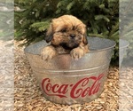 Small #3 Shih Tzu