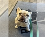 Small #1 French Bulldog