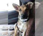 Small #1 German Shepherd Dog Mix