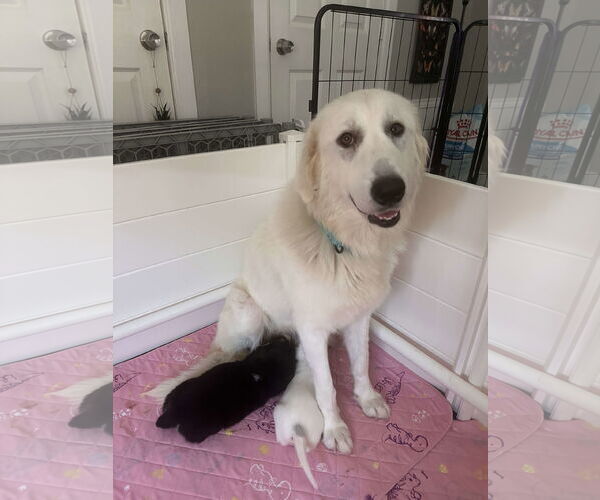 Medium Photo #13 Great Pyrenees Puppy For Sale in Houston, TX, USA