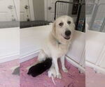 Small #12 Great Pyrenees