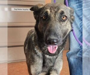 German Shepherd Dog-Norwegian Elkhound Mix Dogs for adoption in Clayton, CA, USA