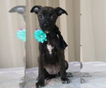 Small #1 Cairn Terrier