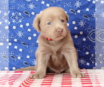 Small Photo #6 Labrador Retriever Puppy For Sale in MARSHFIELD, MO, USA