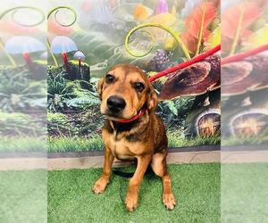Redbone Coonhound Dogs for adoption in Globe, AZ, USA