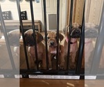 Small #2 Rhodesian Ridgeback