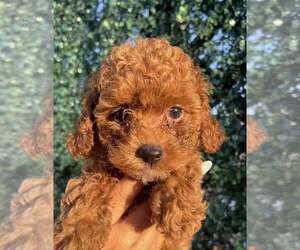 Poodle (Toy) Puppy for sale in LA HABRA HEIGHTS, CA, USA