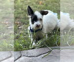 Small #1 Mutt