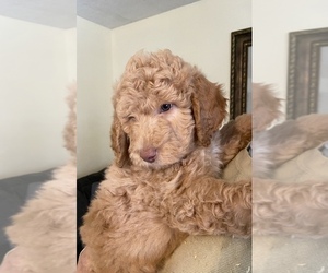 Poodle (Standard)-Pyredoodle Mix Puppy for sale in CONCORD, VA, USA