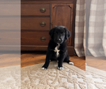 Puppy Kevin Gollie
