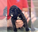Small #2 Boxer