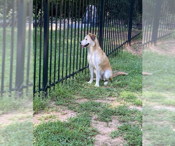 Medium Photo #9 Alaskan Malamute-German Shepherd Dog Mix Puppy For Sale in Ball Ground, GA, USA