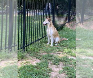 Teddy - Male Alaskan Malamute-German Shepherd Dog Mix Dog for Adoption - Photo #9